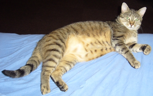 Odin, mein Schmusekater