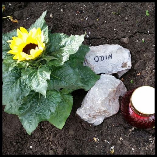Kater Odin vergiftet im Garten