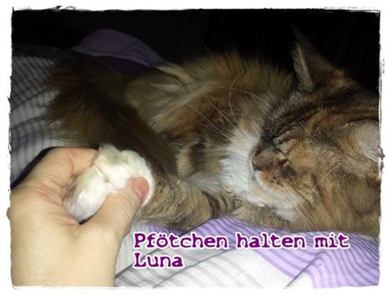 Pfoetchen halten mit Luna