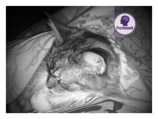 katze luna unter der decke