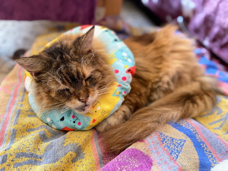Neuer weicher Halskragen für Katze Luna - psychoMuell.de
